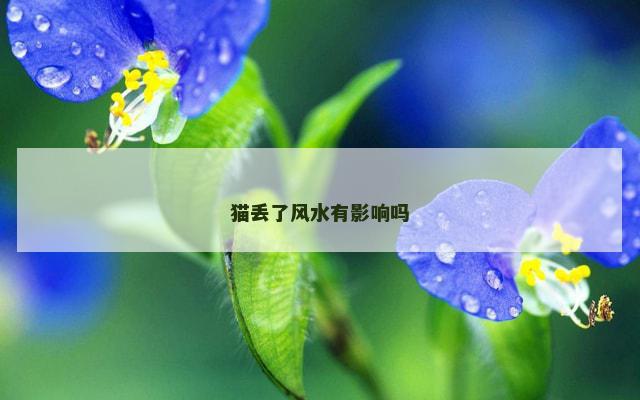 猫丢了风水有影响吗