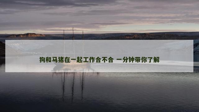 狗和马猪在一起工作合不合 一分钟带你了解