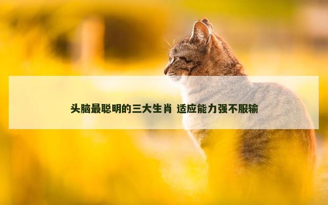 头脑最聪明的三大生肖 适应能力强不服输 头脑最聪明的三大生肖 适应能力强不服输