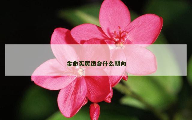 金命买房适合什么朝向