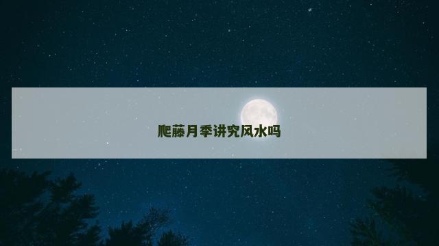 爬藤月季讲究风水吗