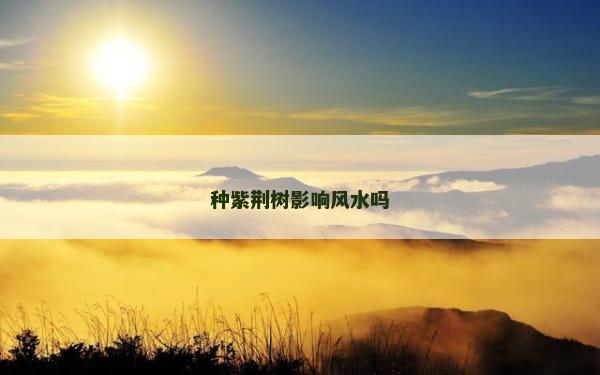 种紫荆树影响风水吗