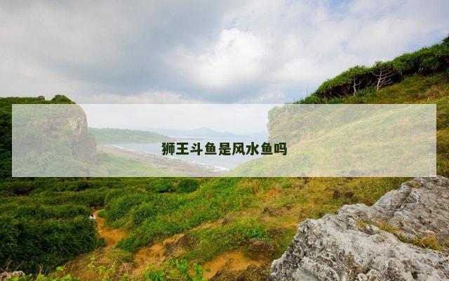 狮王斗鱼是风水鱼吗 狮王斗鱼是风水鱼吗