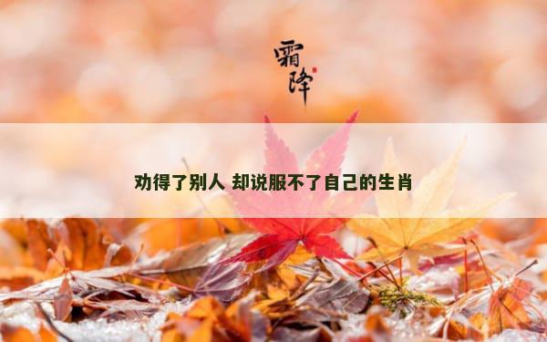劝得了别人 却说服不了自己的生肖