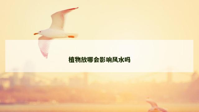 植物放哪会影响风水吗 植物放哪会影响风水吗
