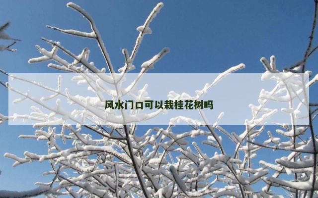 风水门口可以栽桂花树吗