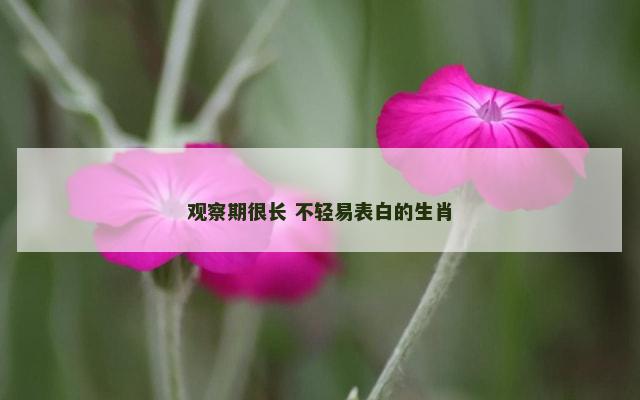 观察期很长 不轻易表白的生肖 观察期很长 不轻易表白的生肖
