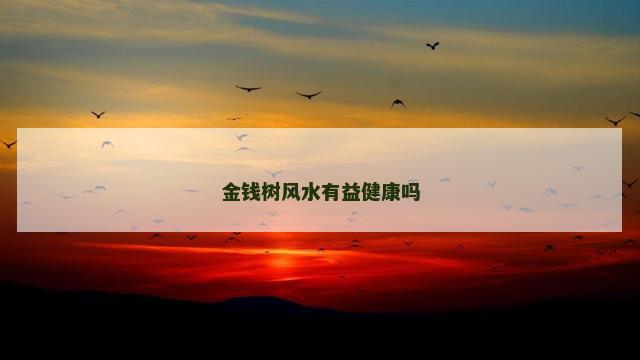 金钱树风水有益健康吗