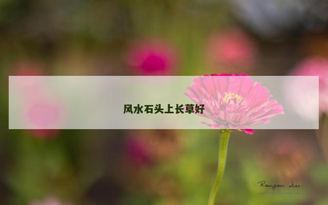 风水石头上长草好