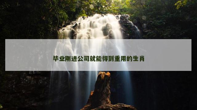 毕业刚进公司就能得到重用的生肖