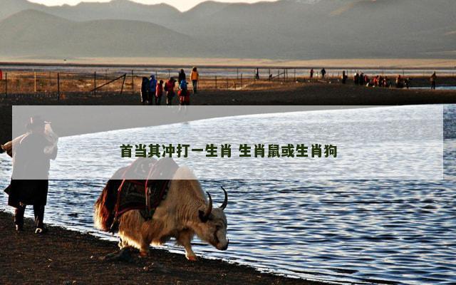 首当其冲打一生肖 生肖鼠或生肖狗