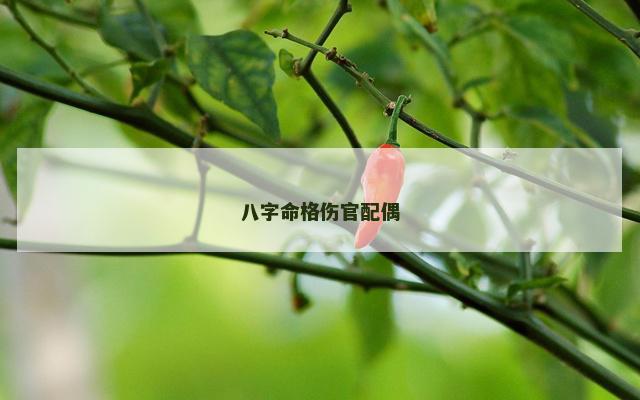 八字命格伤官配偶