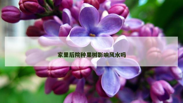 家里后院种果树影响风水吗