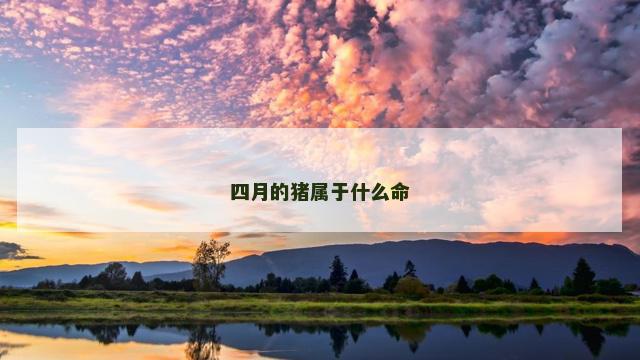 四月的猪属于什么命