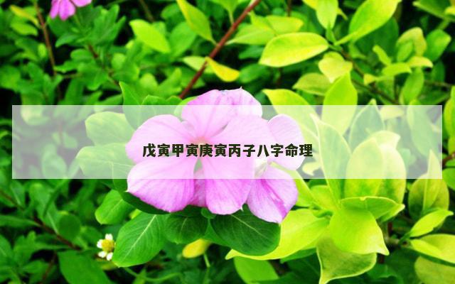 戊寅甲寅庚寅丙子八字命理