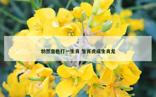 勃然变色打一生肖 生肖虎或生肖龙