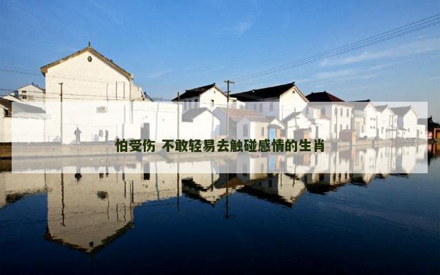 怕受伤 不敢轻易去触碰感情的生肖