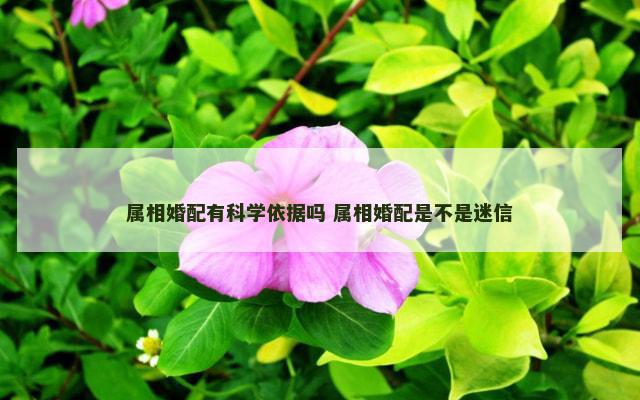 属相婚配有科学依据吗 属相婚配是不是迷信