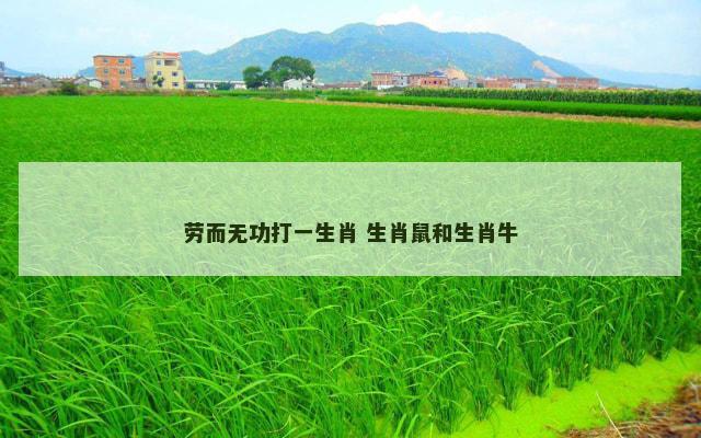 劳而无功打一生肖 生肖鼠和生肖牛