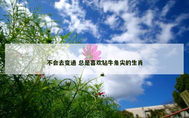 不会去变通 总是喜欢钻牛角尖的生肖