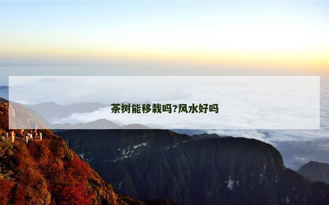 茶树能移栽吗?风水好吗