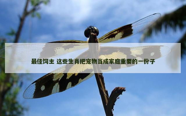 最佳饲主 这些生肖把宠物当成家庭重要的一份子