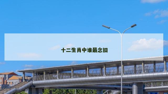 十二生肖中谁最念旧