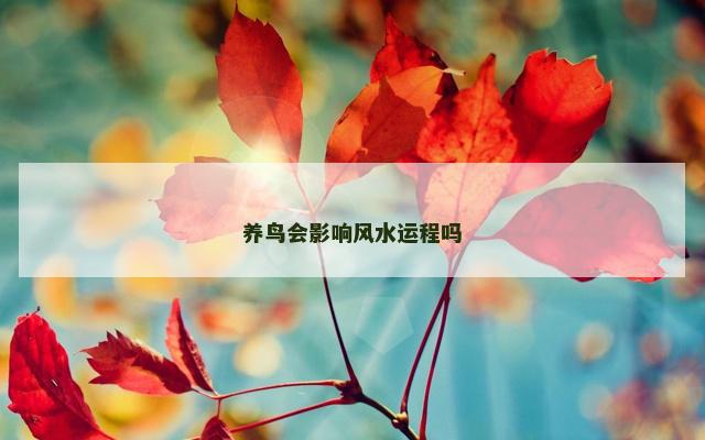 养鸟会影响风水运程吗
