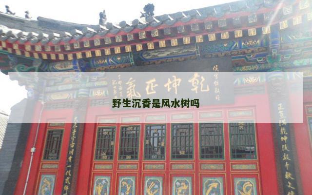野生沉香是风水树吗