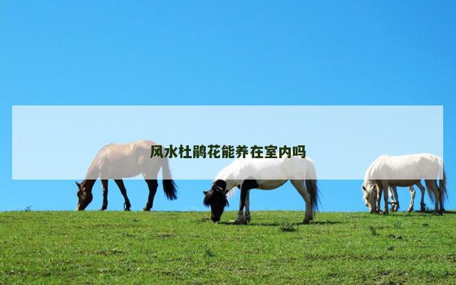 风水杜鹃花能养在室内吗