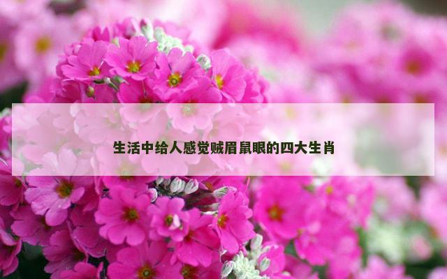 生活中给人感觉贼眉鼠眼的四大生肖