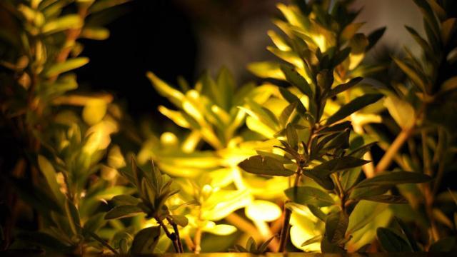 怎样能压住一个属鸡的人 细心耐性是关键拐点