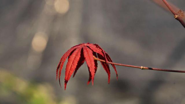 天分独厚 才华特别出众的生肖