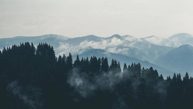 揎拳裸臂是什么生肖 是生肖虎、生肖猴