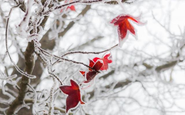 铁面无私的生肖有哪些?公正无私惹人敬 铁面无私的生肖有哪些?公正无私惹人敬