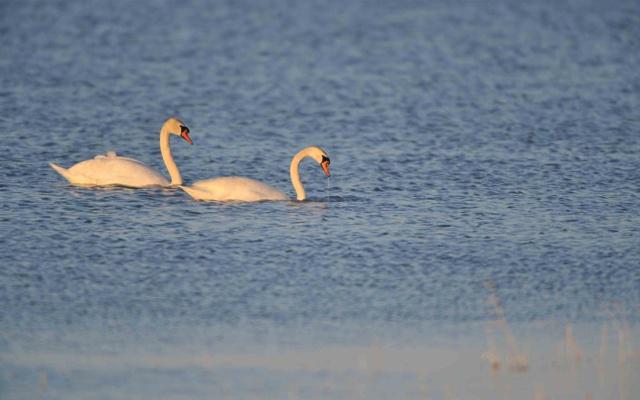 男命八字日柱正财坐偏财