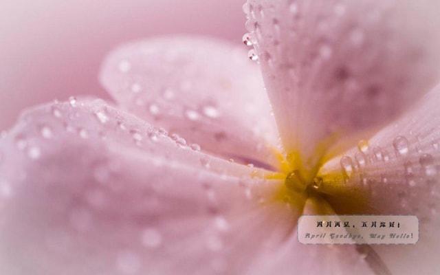 黄皮果种屋前后影响风水吗