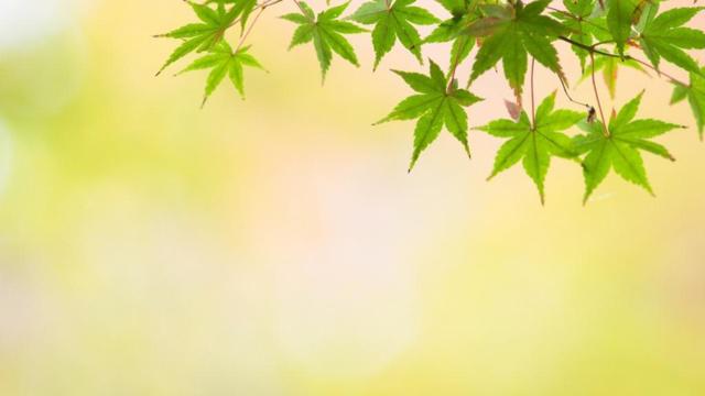 麒麟鹦鹉鱼算风水吗