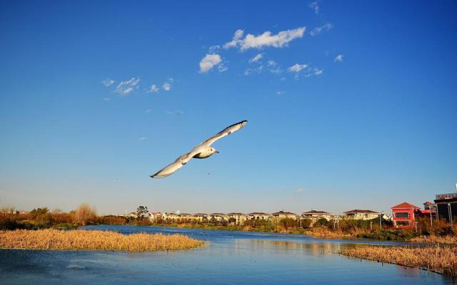 愿意为事业不顾一切的生肖男