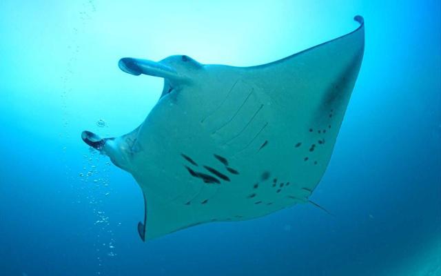 从不依赖爱情的三大生肖?是你吗 从不依赖爱情的三大生肖?是你吗