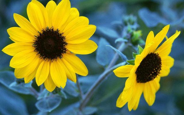 辰时7至9点出生的命运 辰时7至9点出生的命运