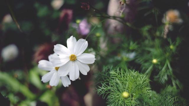 吃水鱼会影响风水吗 吃水鱼会影响风水吗
