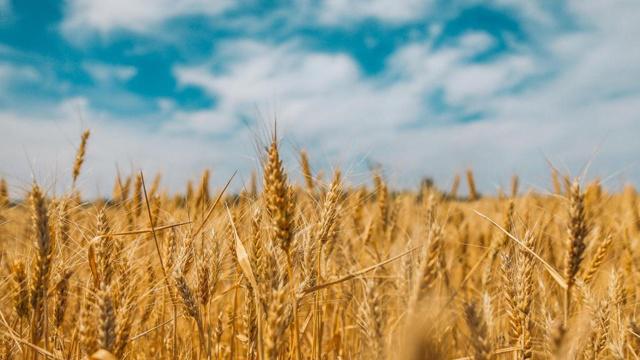 再三再四是什么生肖 马和猴