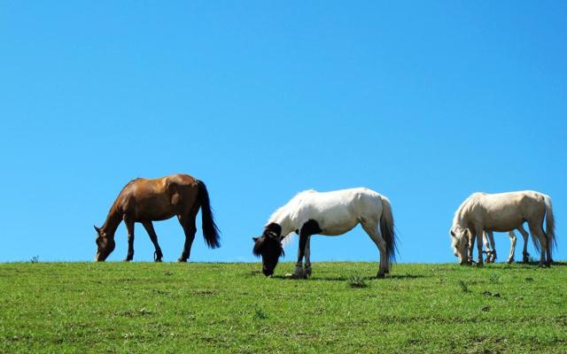 八字中什么叫命带匠心 八字中什么叫命带匠心
