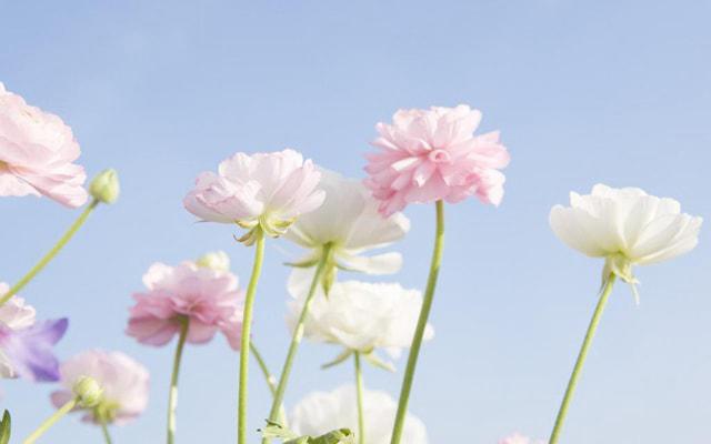 适婚年龄属兔女和哪个生肖最配 适婚年龄属兔女和哪个生肖最配