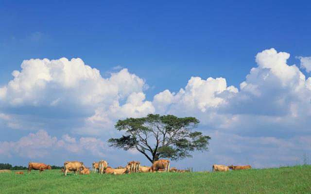 情场老油条说的就是这三大生肖 情场老油条说的就是这三大生肖