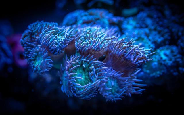 八字命带将军剑是什么时辰 八字命带将军剑是什么时辰