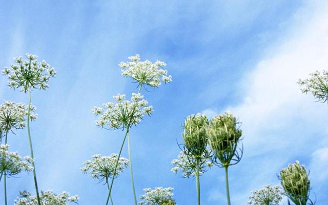 晚年比较凄凉的生肖女 子女排斥生活贫穷