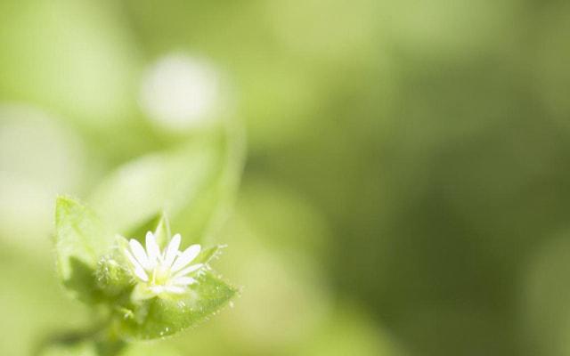 国外专家看中国风水吗