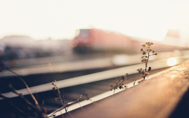 心宽体胖 越胖越有福气的生肖